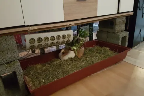 Zwei Zwergkaninchen genießen ihre Zwergkaninchen Haltung Wohnung in einem geräumigen Gehege mit viel Heu.