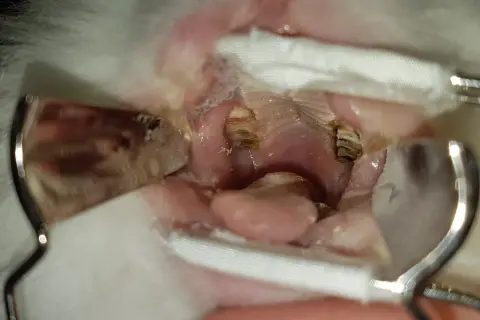 Kaninchen mit Zahnfehlstellung: Die Lebenserwartung kann durch regelmäßige tierärztliche Kontrolle und Behandlung verbessert werden.