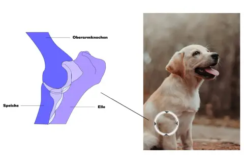 HD Hund Gangbild: Anatomische Darstellung des Ellenbogengelenks eines Hundes, daneben ein süßer Welpe.