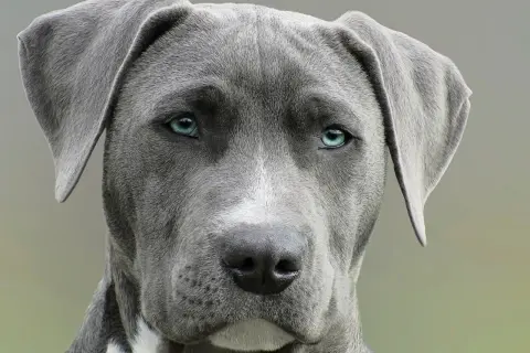 Nahaufnahme eines Hundes mit blau-grauem Fell und durchdringenden blauen Augen.