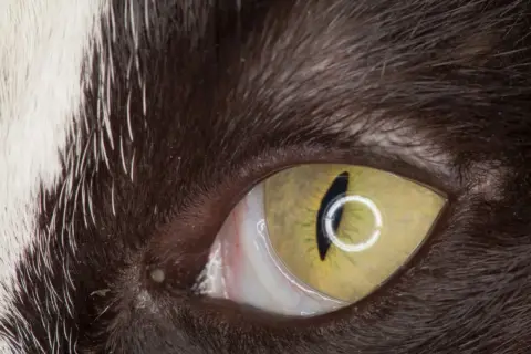 Nahaufnahme des Katzenauges mit sichtbarem Anfangsstadium Nickhautvorfall. Das gelbe Auge zeigt eine vertikale Pupille.