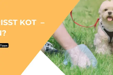 Ein weißer Hund sitzt im Gras, während eine Hand mit Handschuh etwas aufhebt. Der Text fragt: "Hund frisst Kot – Was tun?".
