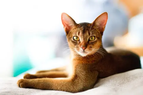 Eine elegante Abessinierkatze mit leuchtend gelben Augen liegt entspannt. Sie erinnert an die ruhige Ausstrahlung von Katzen bei älteren Menschen.