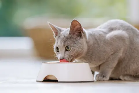 Graue Katze leckt genüsslich aus einem Napf. Das ist alles, was eine Katze braucht: Futter und Wasser.