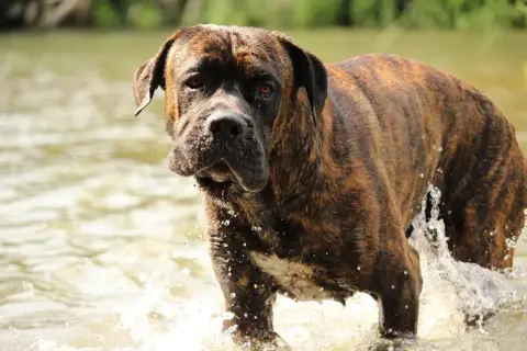 Ein Cane Corso mit gestromten Fellfarben steht im Wasser und spritzt.