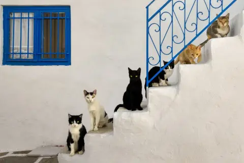 Sechs Katzen sitzen auf weißen Stufen vor einem blauen Fenster. Wann sind Katzen ausgewachsen? Diese hier sehen schon ziemlich groß aus!