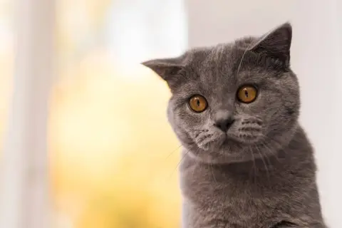 Graue Katze mit bernsteinfarbenen Augen blickt neugierig. Sie fragt sich, wie lange man 2 Katzen alleine lassen kann.