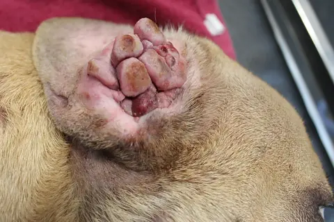 Hund mit Mastzelltumor im Endstadium: Geschwollene, knotige Läsionen im Ohr, ein trauriges Symptom.