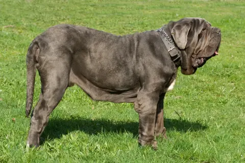 Ein imposanter Mastino Napoletano mit grauem Fell und Falten steht auf einer grünen Wiese.