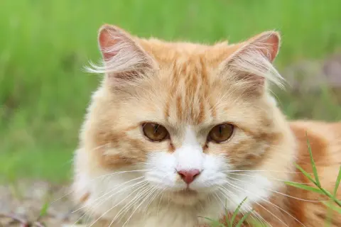 Ein orange-weißes Kätzchen mit bernsteinfarbenen Augen blickt neugierig in die Kamera. Man fragt sich, wie viele Haare eine Katze hat, wenn man ihr flauschiges Fell sieht.