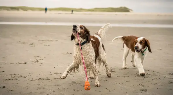Zwei Welsh Springer Spaniels spielen am Strand mit einem Spielzeug.