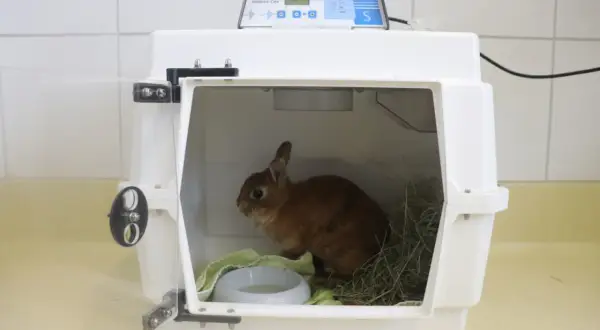 Kleines Kaninchen in einer Transportbox, das schwer atmet. Es liegt auf einer grünen Decke neben einem Wassernapf und Heu.