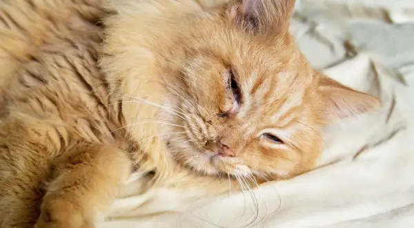 Eine orangefarbene Katze liegt auf einem Bett. Sie hat eine Verletzung am Auge und scheint sich unwohl zu fühlen, als ob sie blutigen Ausfluss aus der Nase hätte, was auf eine Katze niest blut hindeuten könnte.