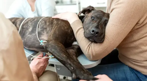 Ein herzkranker Hund im Endstadium, dessen Symptome durch EKG-Elektroden überwacht werden, wird von seiner Besitzerin getröstet.