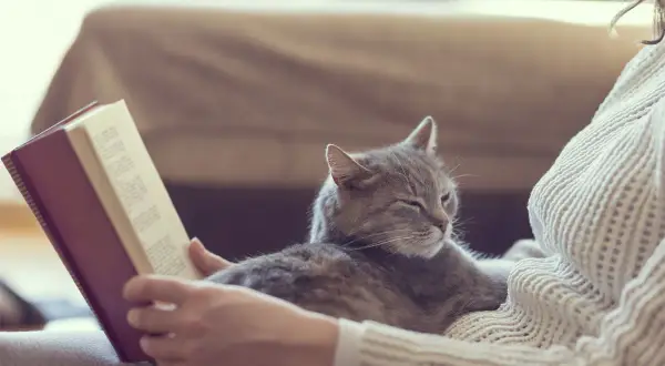 Eine Katze liegt auf mir, während ich ein Buch lese. Sie schläft friedlich und genießt die Wärme.