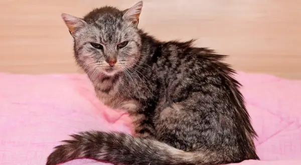 Graue Katze mit struppigem Fell, wirkt schwach. Mögliche Anzeichen für Nierenversagen im Endstadium bei Katzen.