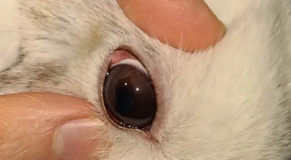 Ein Finger hält das Augenlid eines Kaninchens, um verklebte Augen zu reinigen.