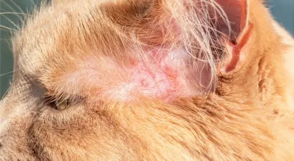Rote, gereizte Hautstellen am Ohr einer Katze, die auf Hautpilz hindeuten. Hausmittel könnten helfen.