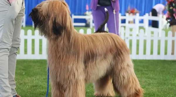 Ein stattlicher Hund mit langen Haaren steht auf einer grünen Wiese.