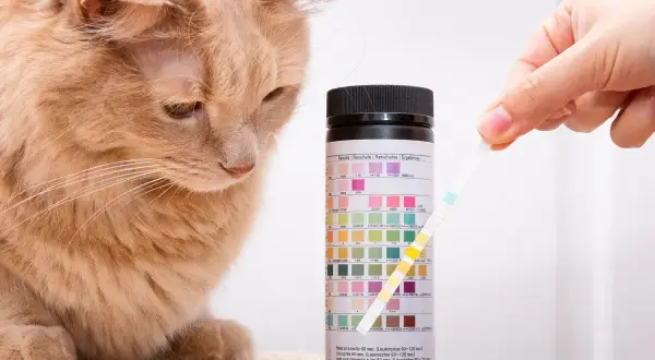 Besorgte Katze beobachtet Urinteststreifen. Wenn die Katze Blut im Urin hat, sind Hausmittel oft nicht ausreichend.