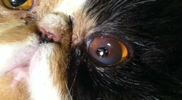 Nahaufnahme eines Katzenauges mit brauner Kruste am Lid.