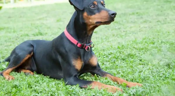 Ein schwarzer Deutscher Pinscher mit braunen Abzeichen liegt auf einer grünen Wiese. Sein aufmerksamer Blick und seine Haltung spiegeln den typischen deutschen Pinscher Charakter wider: wachsam und loyal.