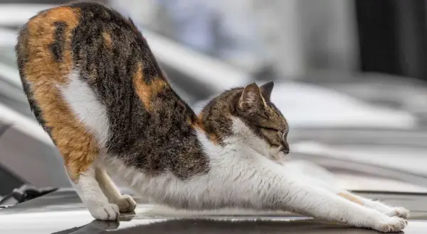 Dreifarbige Katze streckt sich, ihr Gangbild könnte auf Arthrose hindeuten.