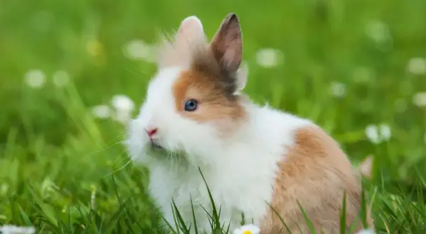 Ein flauschiges Kaninchen mit blauen Augen sitzt im grünen Gras. Diese süßen Hasen als Haustier sind wunderbare Begleiter.