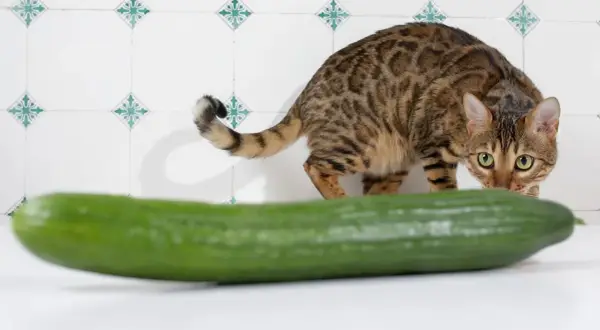 Ein getigerter Kater mit grünen Augen beäugt misstrauisch eine Gurke. Vielleicht fragt er sich, warum Katzen Angst vor Gurken haben.