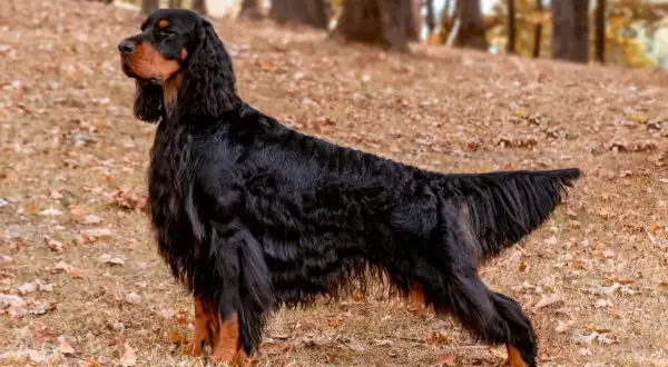 Ein eleganter Gordon Setter steht im Herbstlaub, sein glänzendes schwarzes Fell mit braunen Abzeichen.