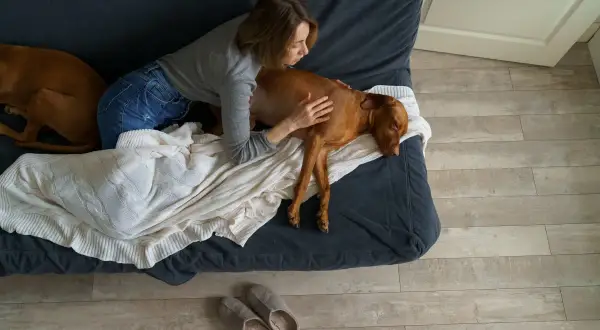 Frau streichelt ihren Hund, dessen Bauch gluckert. Er frisst nicht und liegt erschöpft auf der Couch.