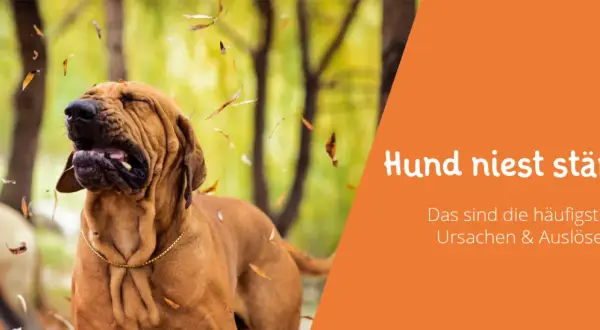 Ein Hund niest im Herbstlaub. Der Text "Hund niest ständig" gibt Hinweise auf Ursachen und Auslöser.