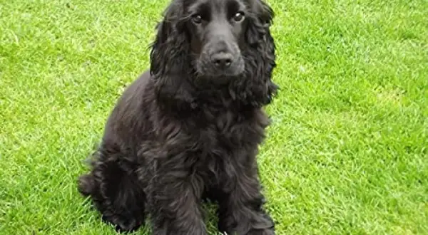 Ein süßer, schwarzer Cocker Spaniel sitzt auf einer grünen Wiese und schaut neugierig in die Kamera.