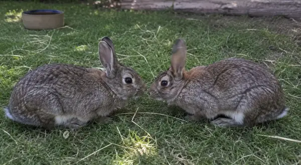 Zwei Kaninchen schnuppern neugierig. Ob sie sich fragen, wie schnell kaninchen ihren partner vergessen?