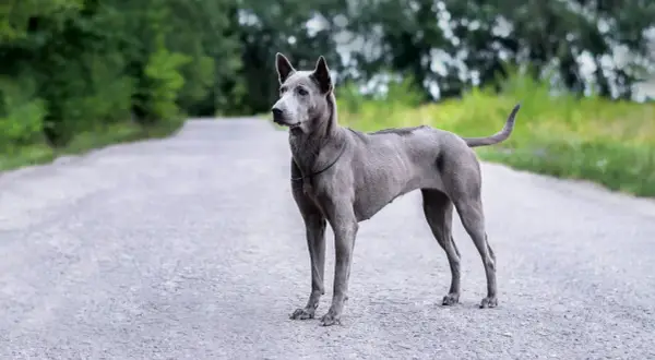Ein eleganter Thai Ridgeback steht auf einer asphaltierten Straße, umgeben von grünen Bäumen.