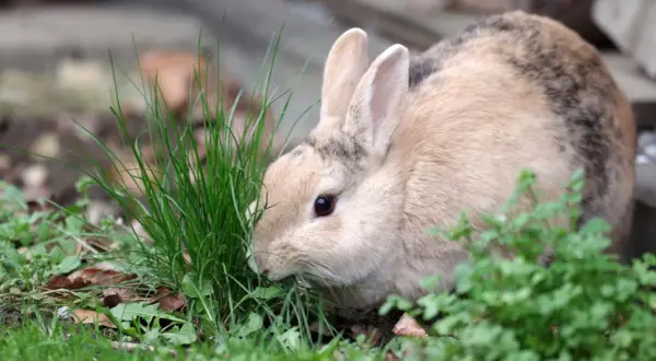 Ein Kaninchen frisst Gras. Sein Fell ist hellbraun mit dunklen Flecken. Es könnte Anzeichen von kaninchen hautpilz oder milben haben.
