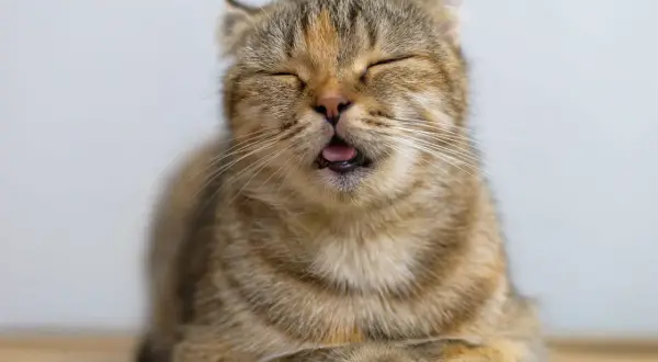 Ein Kater, der nicht frisst, mit geschlossenen Augen und leicht geöffnetem Maul, wirkt traurig.