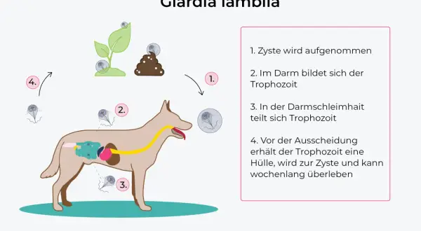 Schema zeigt den Lebenszyklus von Giardien bei einem Hund: Zystenaufnahme, Vermehrung im Darm und Ausscheidung.