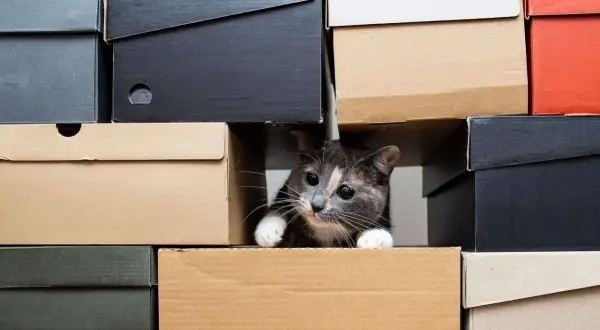 Ein neugieriges Kätzchen lugt aus einem Karton hervor. Vielleicht ist das die Antwort, warum lieben katzen kartons: sie sind perfekte Verstecke!