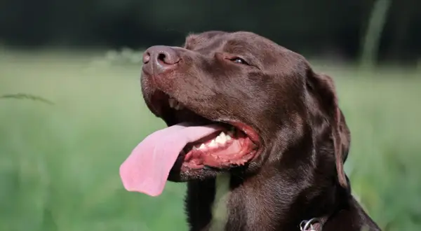 Brauner Hund hechelt viel, seine Zunge hängt weit heraus. Er genießt die Sonne im Grünen.