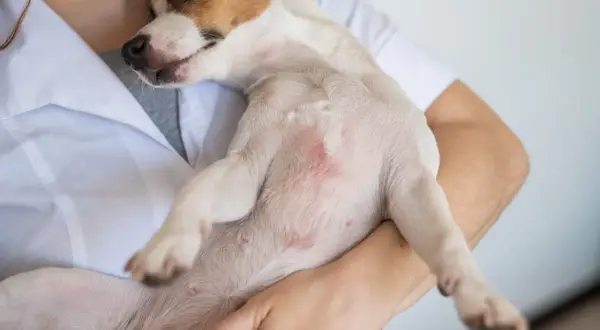 Tierarzt untersucht Hund mit Hautirritationen am Bauch. Mögliche Anzeichen für schwarzen Hautkrebs beim Hund?