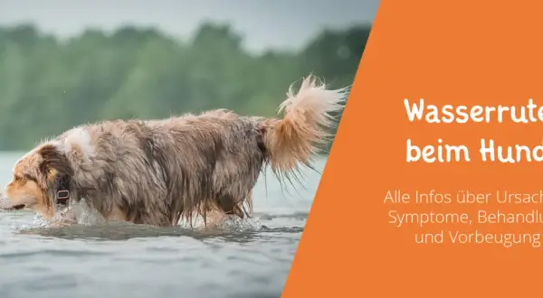Nasser Hund im Wasser. Informationen zur Wasserrute beim Hund, Ursachen, Symptome, Behandlung und Vorbeugung.