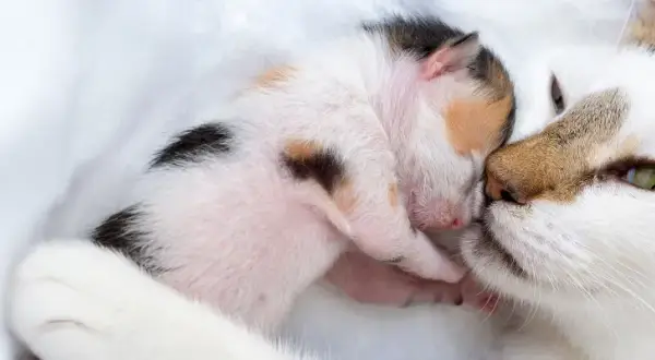 Eine Mutterkatze küsst ihr winziges Kätzchen. Ein süßer Moment, der an die Zeit vor der Geburt erinnert, wenn Katzen und Schwangerschaft Hand in Hand gehen.