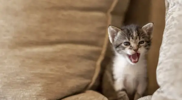 Kleines Kätzchen zwischen Kissen, fragt sich, warum miaut meine Katze nachts?