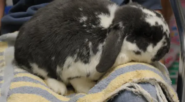 Ein grau-weiß geflecktes Kaninchen sitzt auf einem Handtuch. Darf man Kaninchen baden? Nein, meistens nicht.