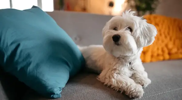 Ein flauschiger Malteser Hund liegt auf einem Sofa neben einem türkisfarbenen Kissen.