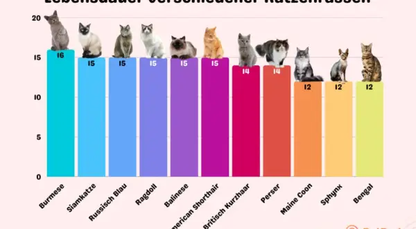 Balkendiagramm zeigt, wie alt werden Katzen: Burmese (16), Siamkatze (15), Ragdoll (15), Perser (14), Maine Coon (12), Bengal (12) und mehr.