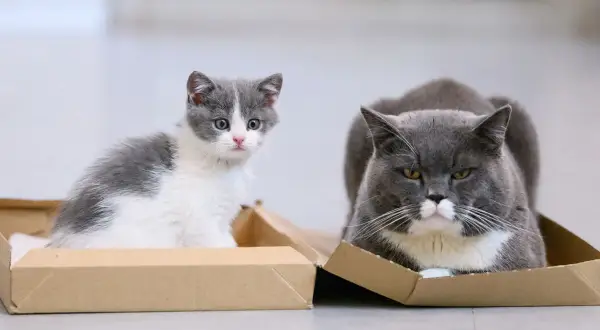 Eine junge Katze sitzt neugierig in einem Karton, während eine alte Katze daneben entspannt liegt.