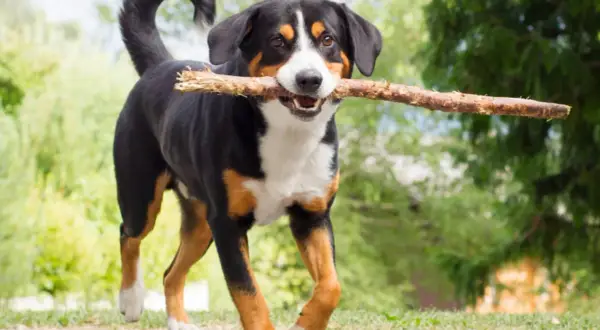 Ein fröhlicher Appenzeller Schweizer Sennenhund mit einem Ast im Maul läuft über einen Weg.