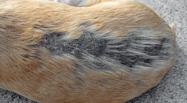 Nahaufnahme des Fells eines Hundes mit trockener Haut und Schuppenbildung.